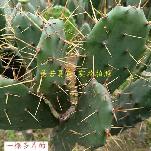 黄大刺盆栽仙人掌嫁接领箭荷花