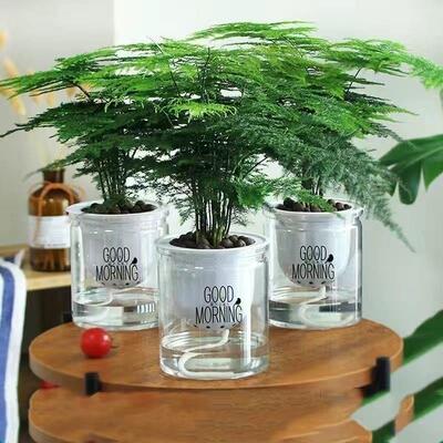 文竹盆栽绿植室内土水培植物云竹盆景带盆花卉客厅四季常青文竹苗