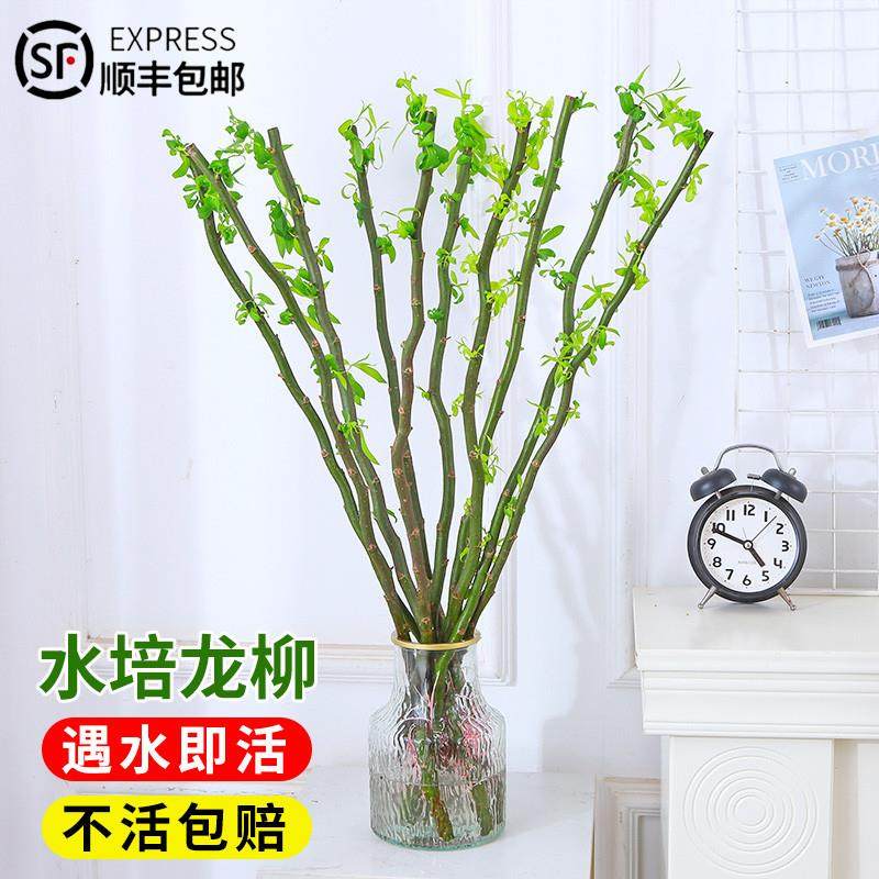 水培植物龙柳鲜枝干枝插花客厅桌面四季好养水养遇水长叶吊钟植物