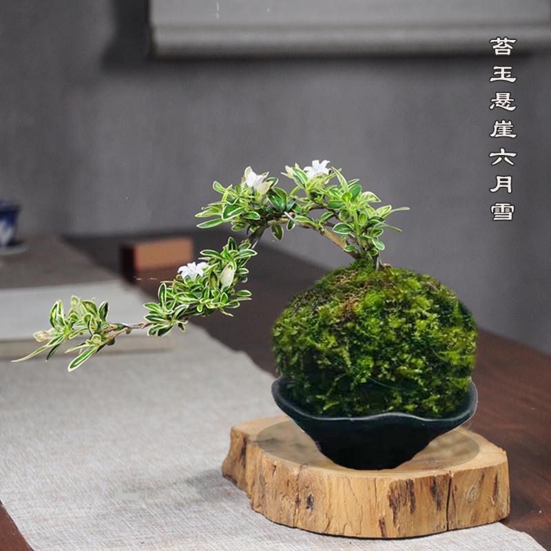 苔藓球小悬崖金边六月雪微