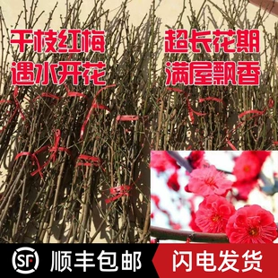 干枝红梅年宵花泡水开花鲜切干树枝室内冬季 遇水开花 水培饰品