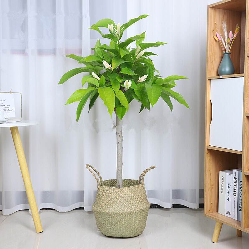 白兰花树苗盆栽黄兰室内阳台庭院种植四季常青易活白玉兰花树网红图片
