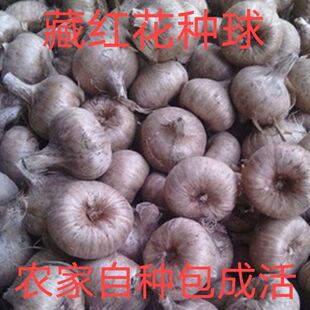 药食两用藏红花种球种子苗球根盆栽番红花西红花植物耐冻耐寒花卉