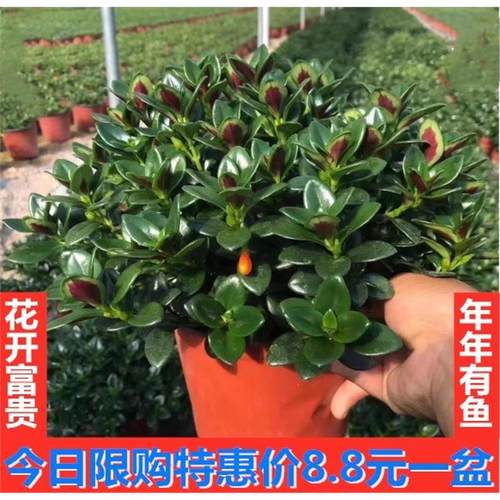 金鱼吊兰苗金鱼花亲嘴鱼吊兰四季常青花卉室内办公室花吸甲醛植物