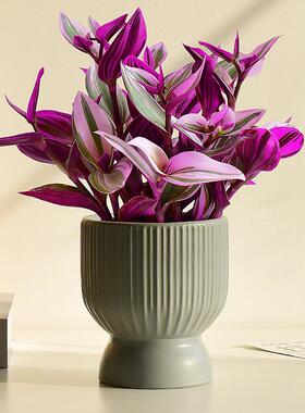 油画婚礼盆栽四季绿色植物吊兰办公室内桌面花卉紫色阳台好养粉叶