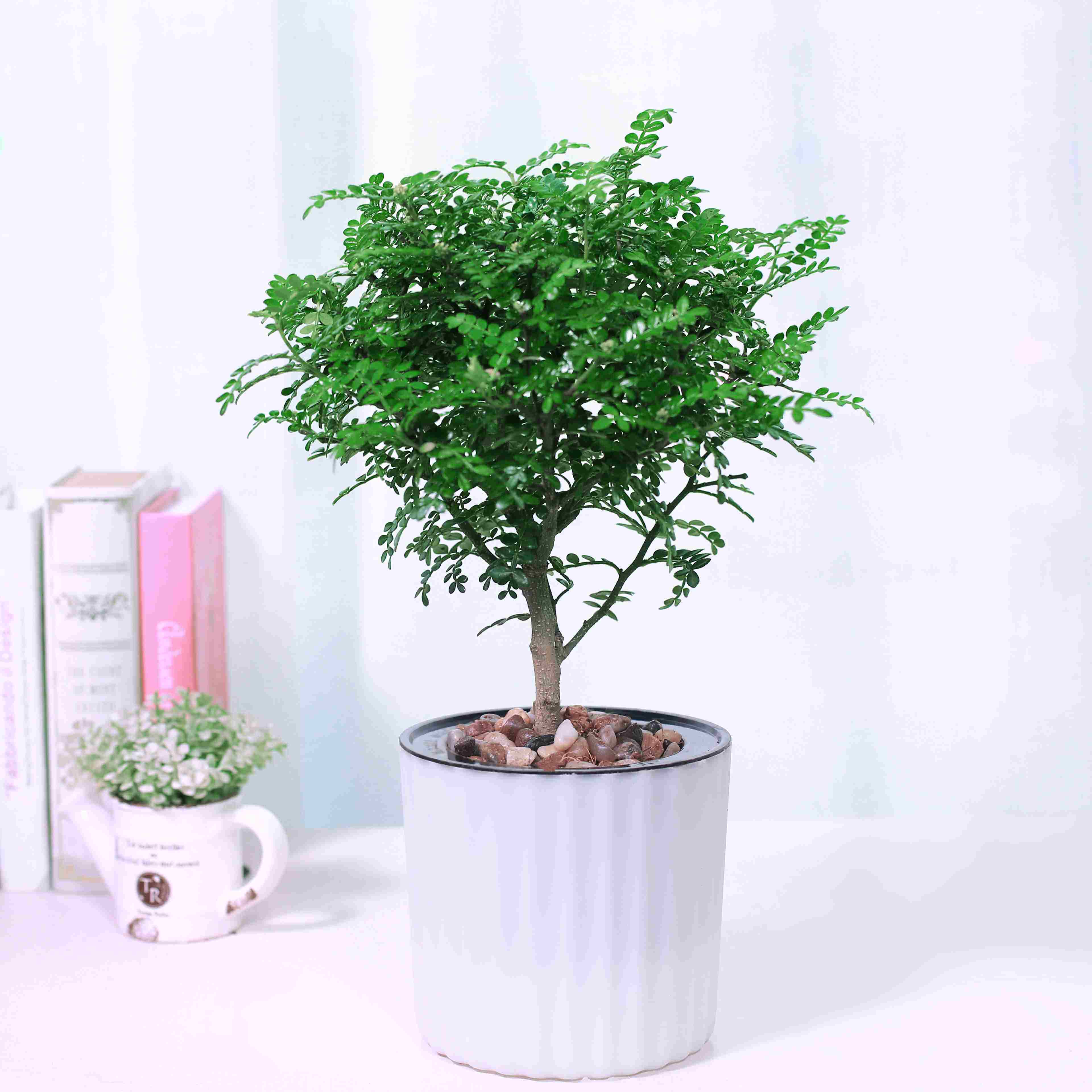 5年大苗 清香木 清香木盆栽清香木苗九里香 驱蚊虫胡椒木室内盆栽