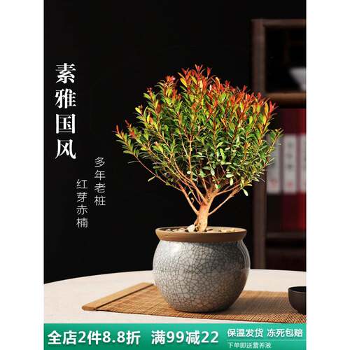 红芽赤楠盆栽小叶赤楠盆景老桩办公室桌面小盆栽室内四季常青绿植