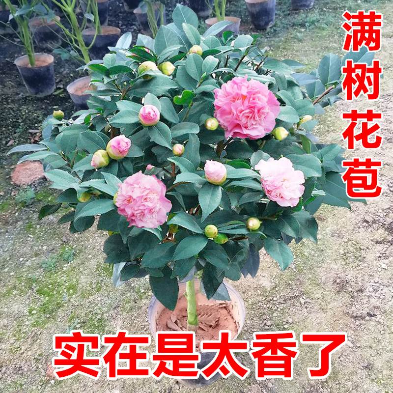 香妃茶花山茶花树盆栽浓香树苗花卉香水香五色赤丹带花苞四季开花