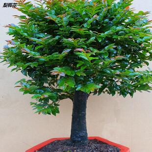 小叶紫檀盆景树桩室内客厅阳台花卉盆栽老桩绿植四季 常青