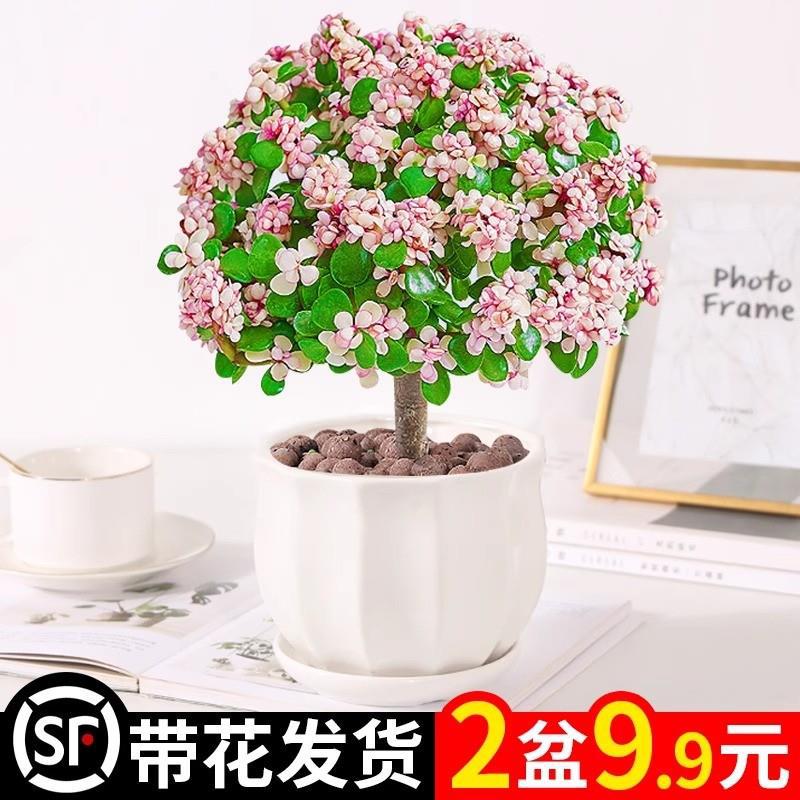 金枝玉叶盆栽水培多肉植物室内花卉办公老桩绿植净化好养肉肉盆景