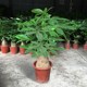 常青植物办公室招财绿植花卉 大型发财树盆栽客厅室内大盆景四季