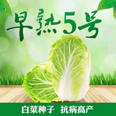 早熟5号白菜种子五号耐热