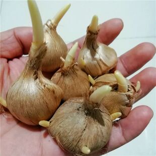 藏红花种球食用耐寒花卉种子冬季西红花苗球根植物盆栽番红花种球