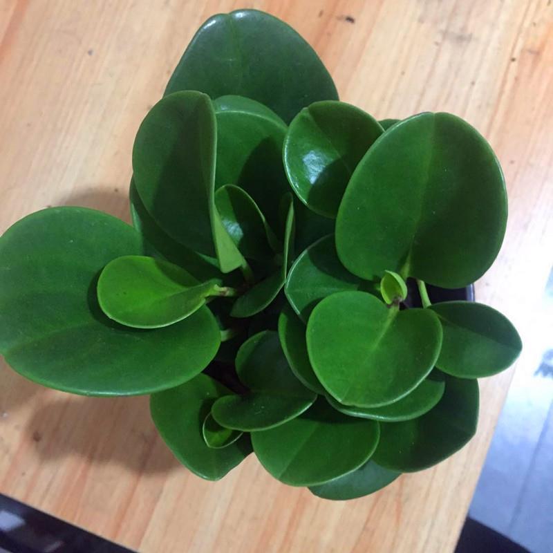 花卉盆栽春季水培植物豆瓣绿青叶碧玉鲜花室内办公桌面卧室