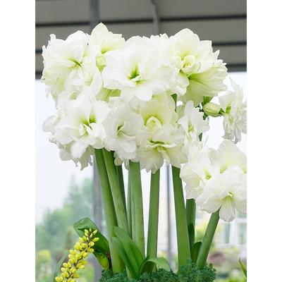 阿芙蕾 进口南非朱顶红种球大花室内庭院阳台盆栽多年生球根花卉