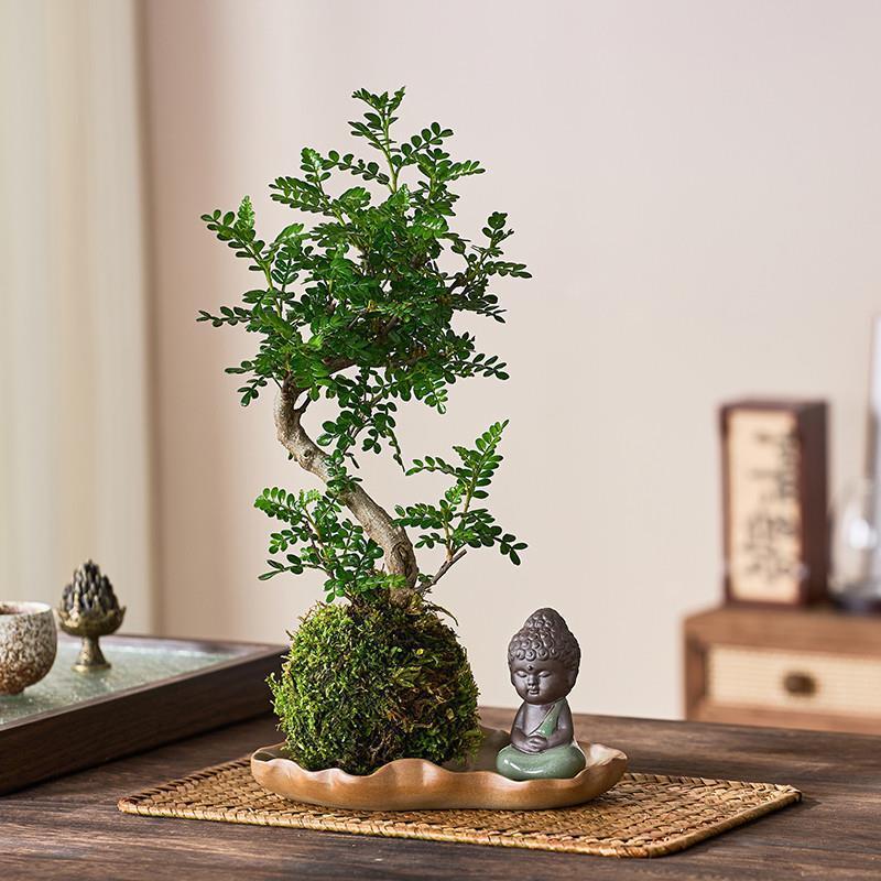 老桩清香胡椒木盆栽苔藓球