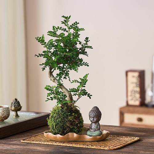 老桩清香胡椒木盆栽苔藓球