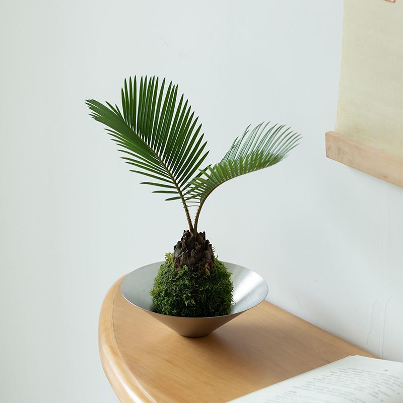 双叶铁树苔玉苔藓球日式禅意办公室内客厅桌面好养水培植物去甲醛