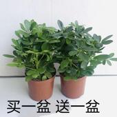 鸭掌木鸭脚木七叶莲绿植小盆栽水培花卉办公室内盆景吸甲醛防辐射