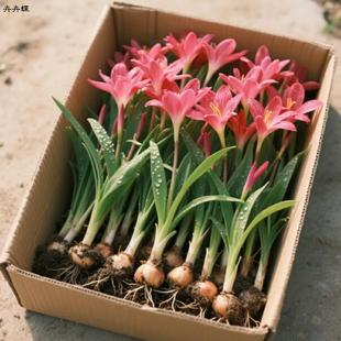 风雨兰种球好养易成活植物庭院重瓣花卉耐寒耐热葱兰花苗鸢尾麦冬