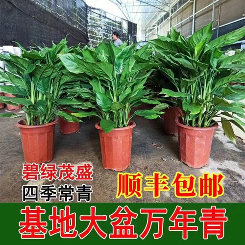 万年青盆栽植物室内客厅新家四季常青吸甲醛净化空气易活绿植好养