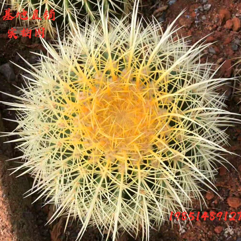 全新优质货真价实物美价廉