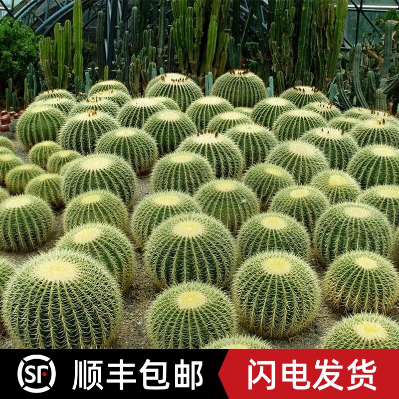 金虎仙人球会开花的仙人球开黄色花的植物金琥仙人球花卉盆栽绿植