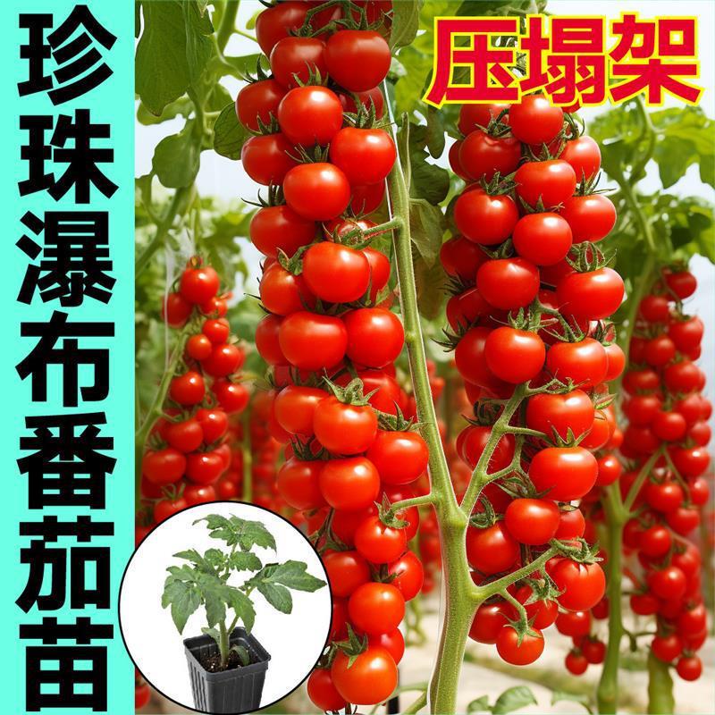 爆甜红珍珠瀑布小番茄苗秧