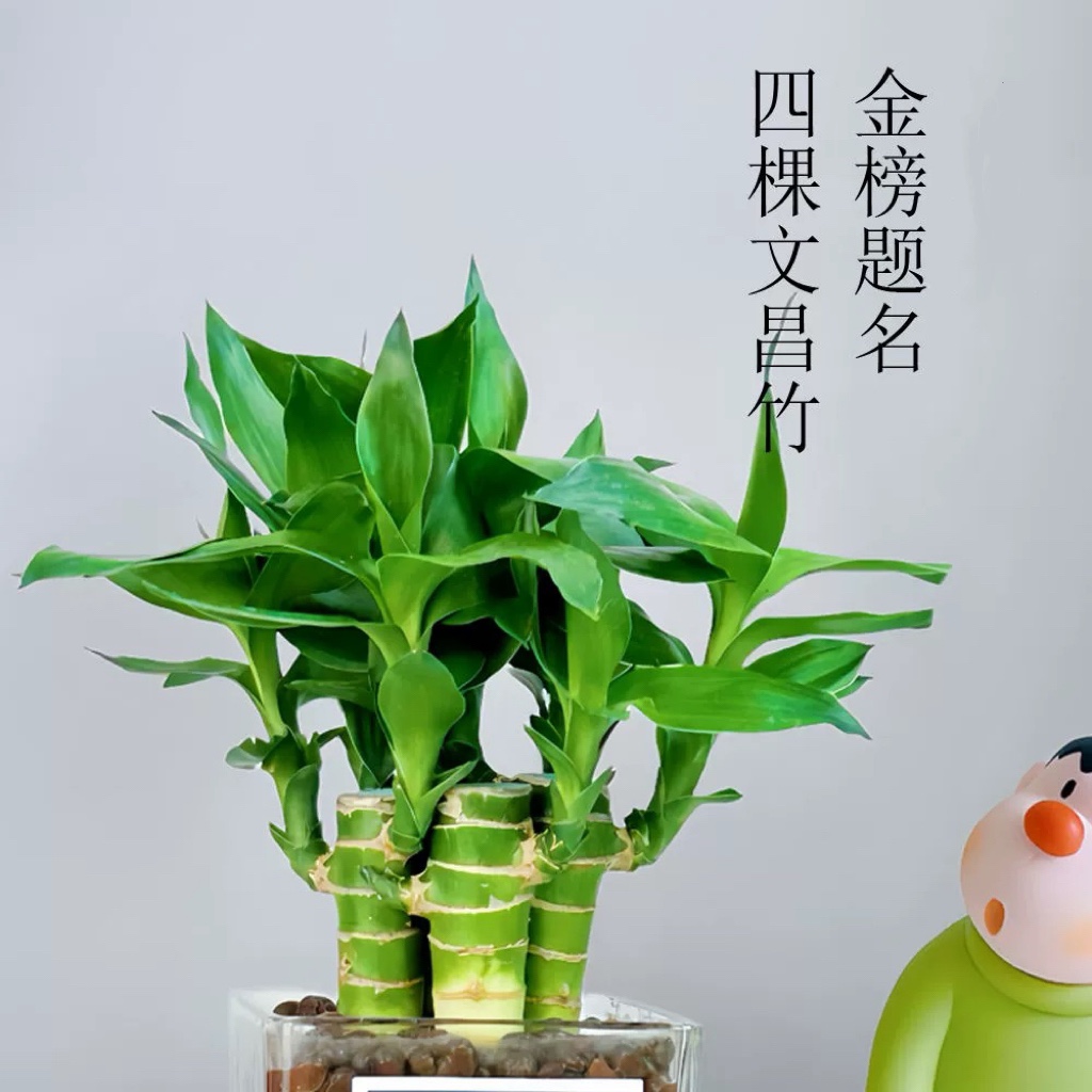 文昌竹金榜题名4支粗杆水培客厅办公室内桌面绿植小盆栽净化空气