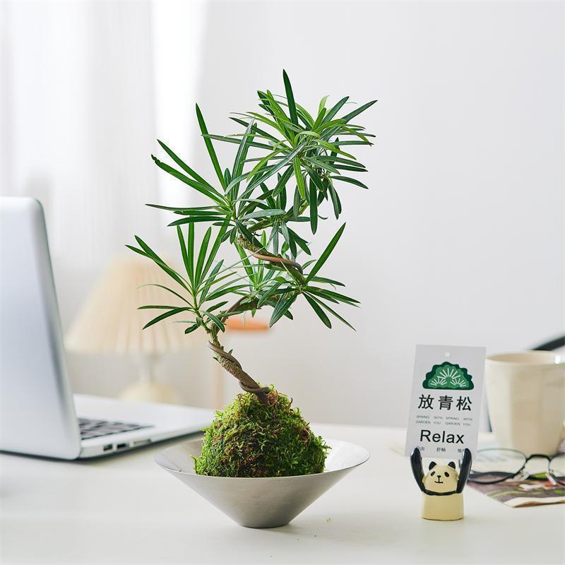 苔藓球罗汉松造型老桩水培