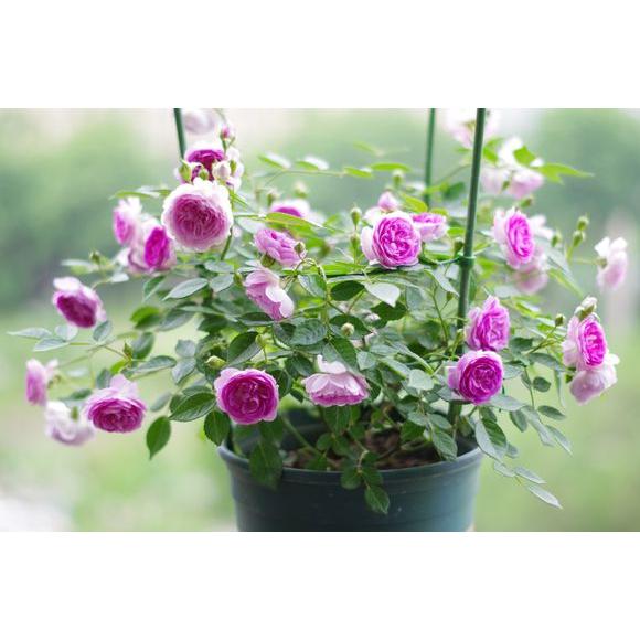 玛姬婶婶/麻吉婶婶紫色微型浓香月季花苗阳台盆栽花期长