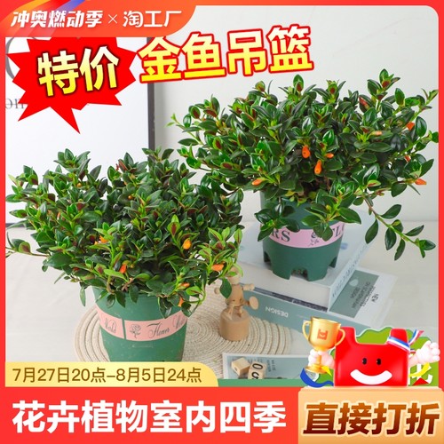 金鱼花吊兰盆栽花卉植物室内四季开花阳台垂吊好养绿植客厅易活