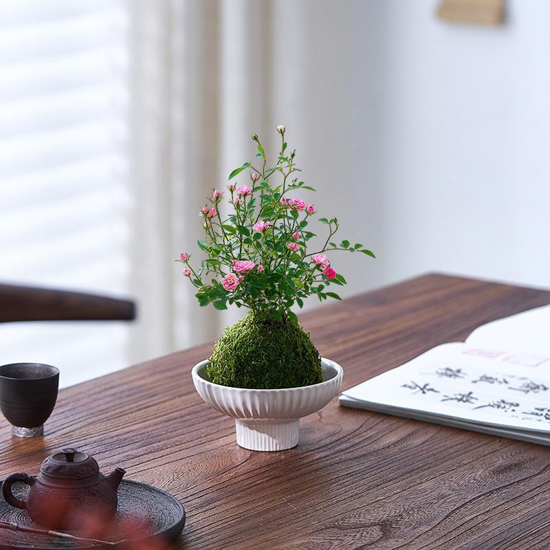 姬月季须惠姬苔藓球超微月