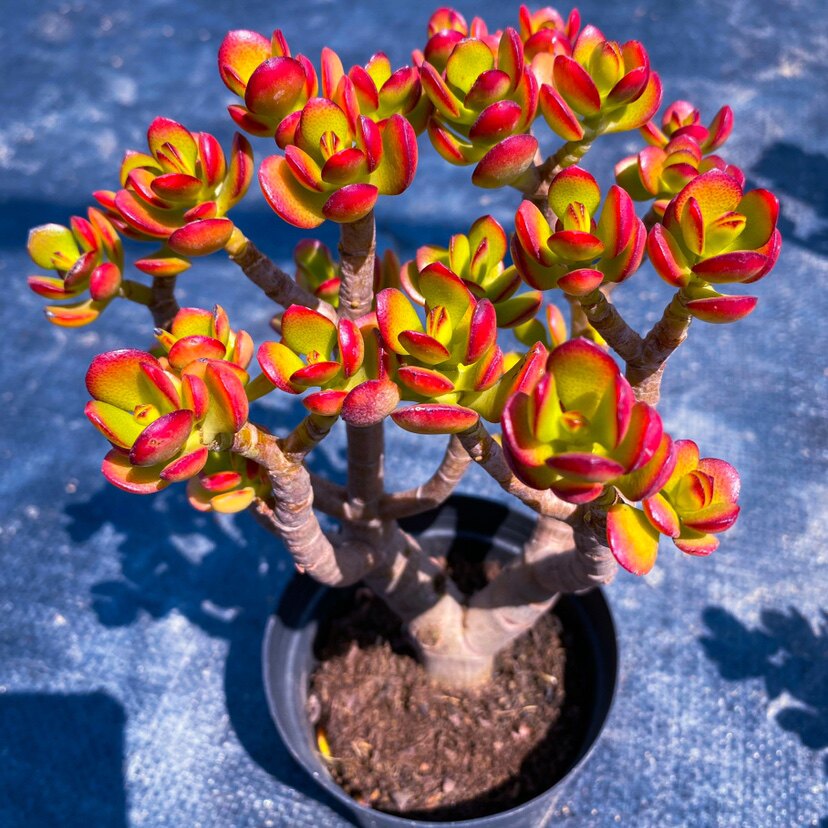 红叶玉树室内盆栽老桩姬红花月多肉植物大株好养新款花卉盆栽热卖