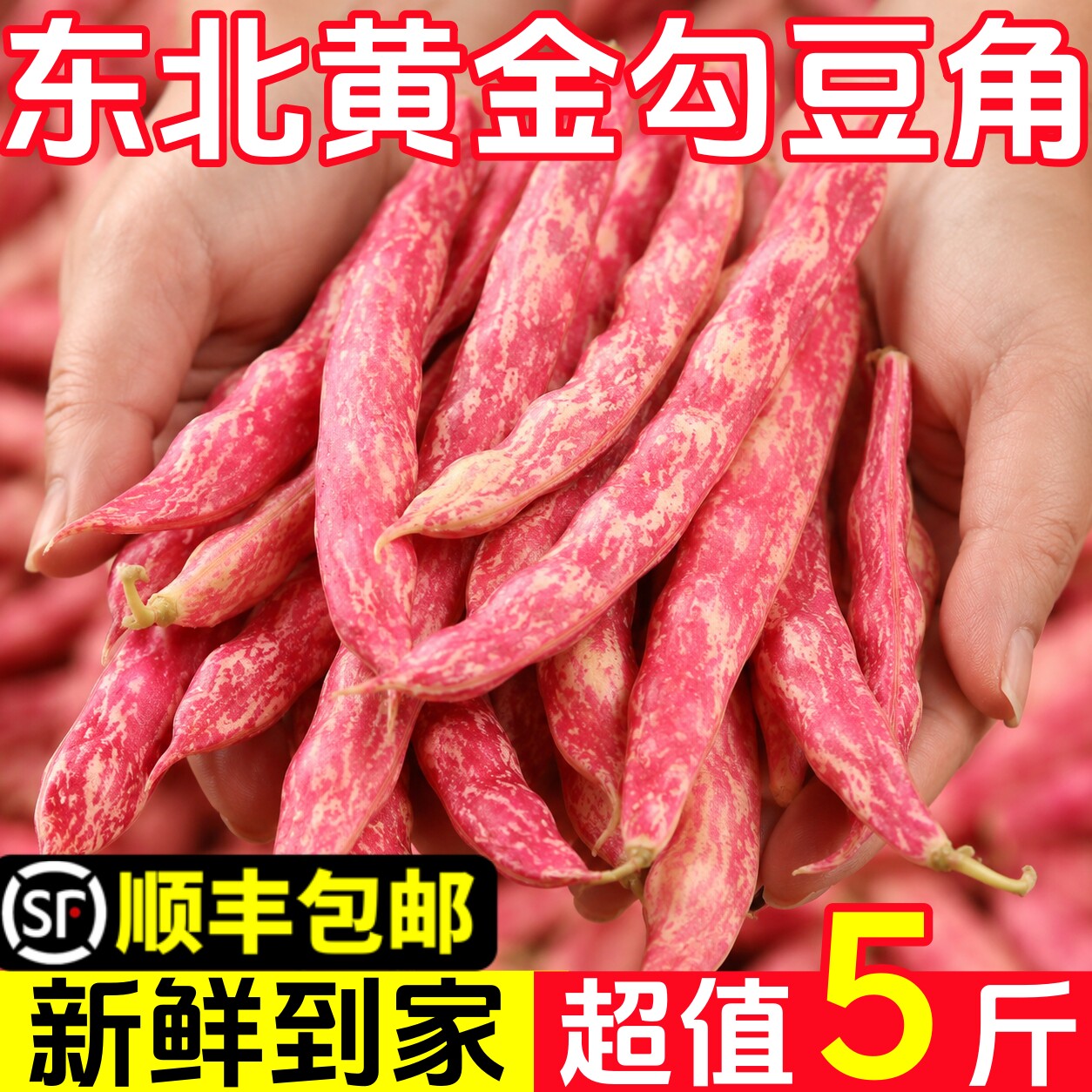东北新鲜黄金勾豆角头茬黄金勾图片
