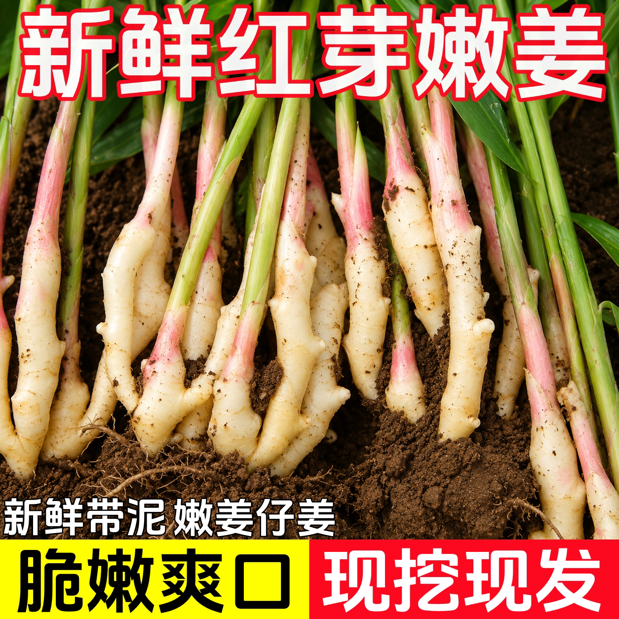 嫩姜新鲜红芽仔姜现挖带泥图片