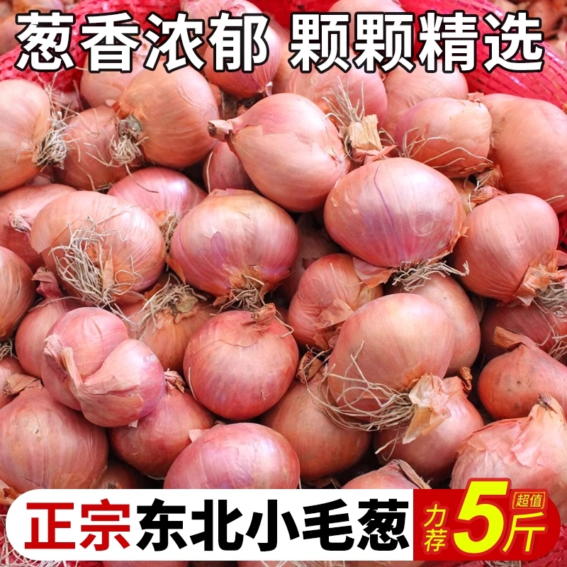 东北毛葱头新鲜迷你红圆葱