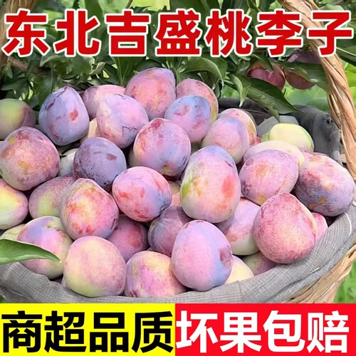 东北李子吉盛李子桃李子鸡心李子新鲜干碗离核脱骨应季桃李子