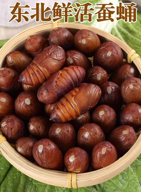 鲜活蚕蛹东北特产新鲜茧蛹蝉蛹大个柞蚕蛹大黄中黄小黄高蛋白包邮