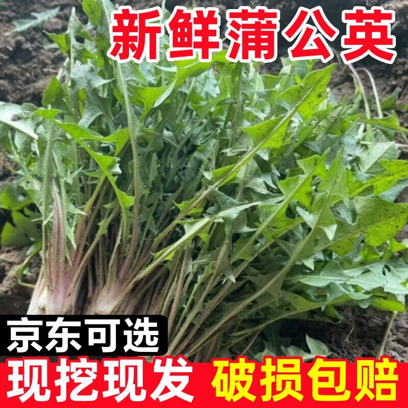 新鲜蒲公英现挖婆婆丁山野菜苦菜苦麻子新鲜山菜特产蘸酱菜包邮