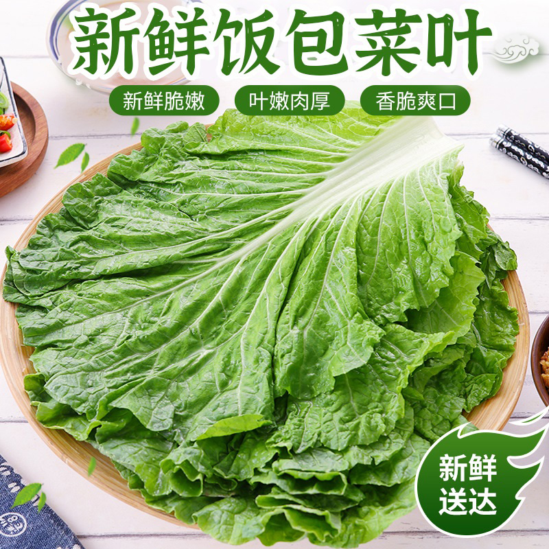 饭包菜叶东北大白菜叶饭包叶即食蘸酱蔬菜包饭菜新鲜20叶绿叶子