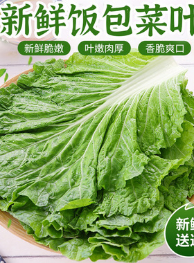 饭包菜叶东北大白菜叶饭包叶即食蘸酱蔬菜包饭菜新鲜绿叶子