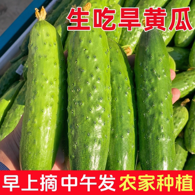 东北小旱黄瓜现摘新鲜