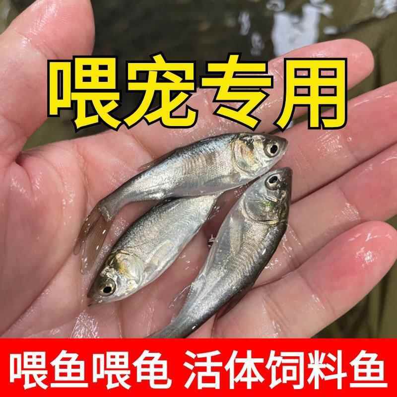 活体饲料鱼苗喂龙鱼乌龟宠物鱼六USB多功能数码宝