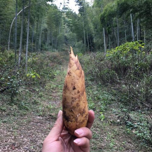 当季新鲜冬笋当天现挖黄泥精品冬笋天然野生楠竹笋蔬菜现发2034