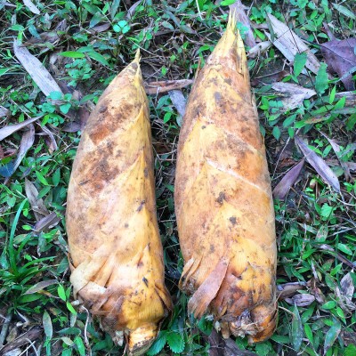 新鲜冬笋当天现挖黄泥精品冬笋天然野生楠竹笋蔬菜现发2034