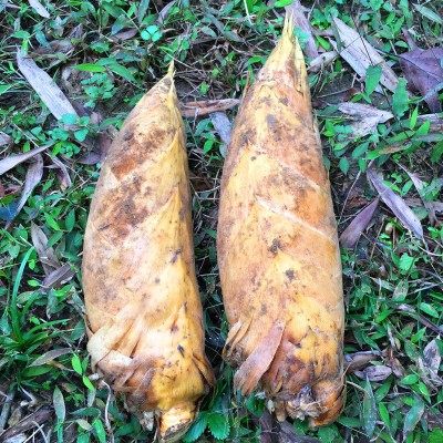 新鲜冬笋当天现挖黄泥精品冬笋天然野生楠竹笋蔬菜现发2034