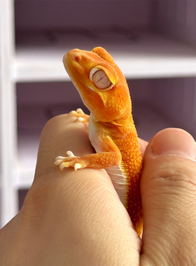 瘤尾守宫皮卡丘蜥蜴幼苗大眼萌宠小火龙罕见宠物适合小孩子养的爬