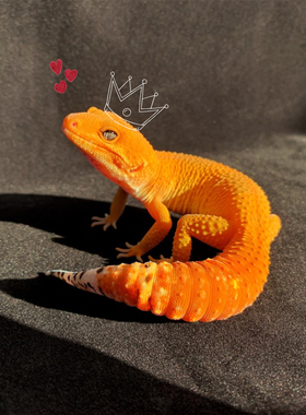 豹纹守宫蜥蜴迷你宠物适合小孩子养的活物儿童小型懒人随身小学生