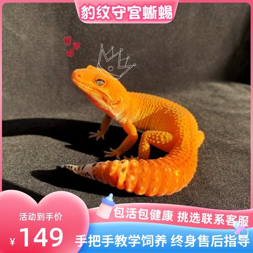豹纹守宫蜥蜴幼体适合小孩子